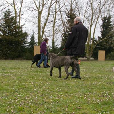 Chiens d'éducation